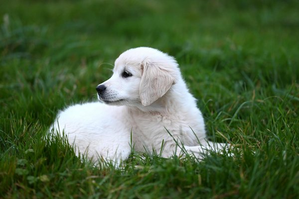 Les secrets d'une vie heureuse avec un golden retriever