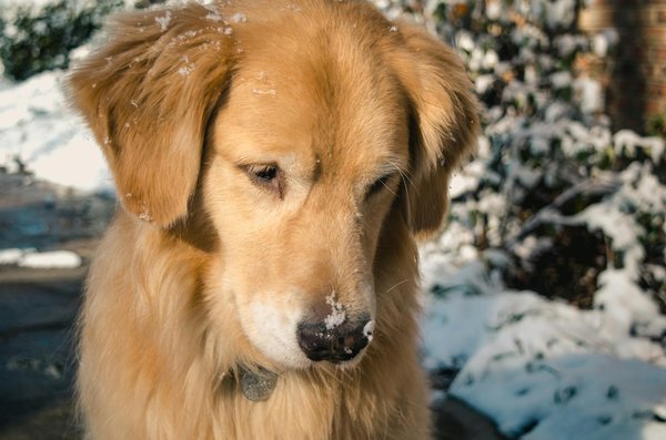 Comment choisir les bonnes friandises pour l'entraînement d'un chien diabétique ?