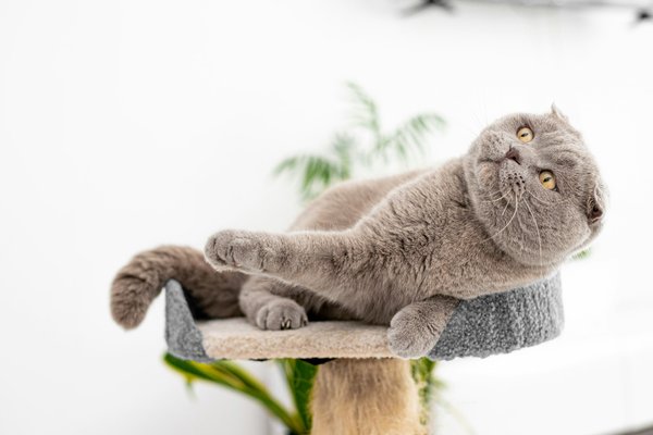 Découvrez comment un arbre à chat rend votre félin heureux